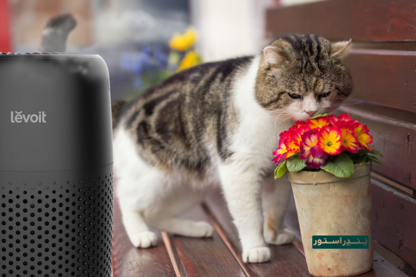 رفع بوی بد حیوانات خانگی در تابستان 7 pet fresh air