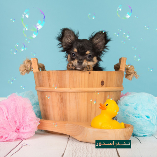 رفع بوی بد حیوانات خانگی در تابستان 4 pet in bath