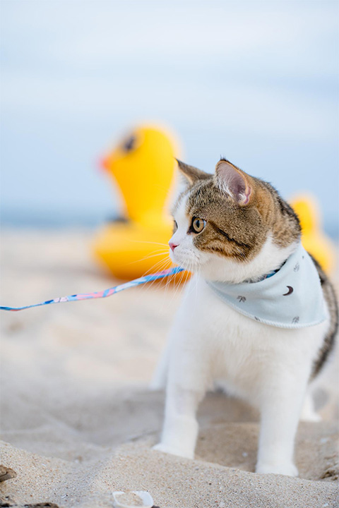 رفع بوی بد حیوانات خانگی در تابستان 2 pet odor in summer